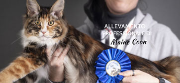 Elinor Woods - Maine Coon Cattery